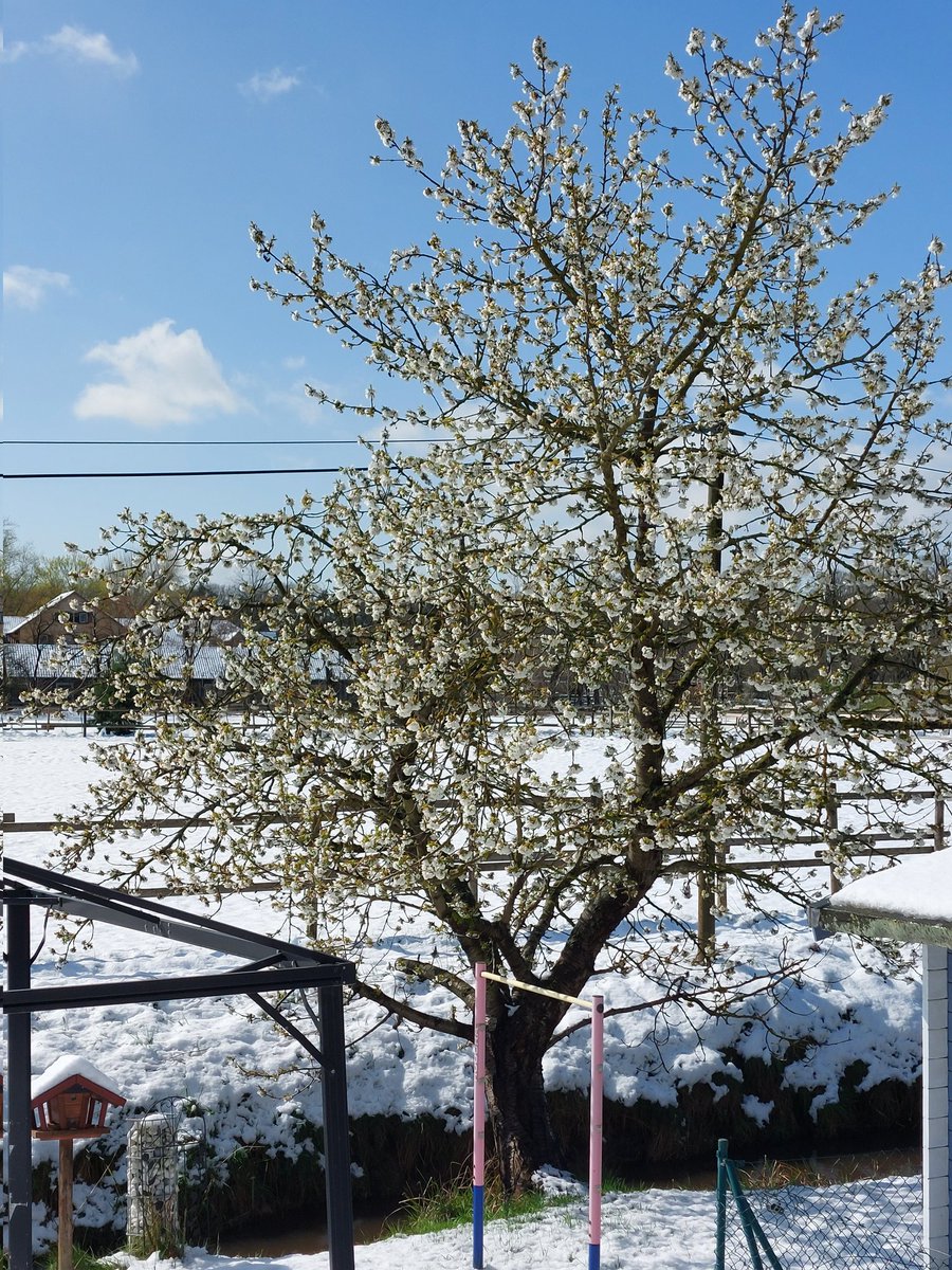 Thomas Christen This Is Mother Nature A Blooming Cherry Tree In The Snow T Co Ytintq5dha Twitter