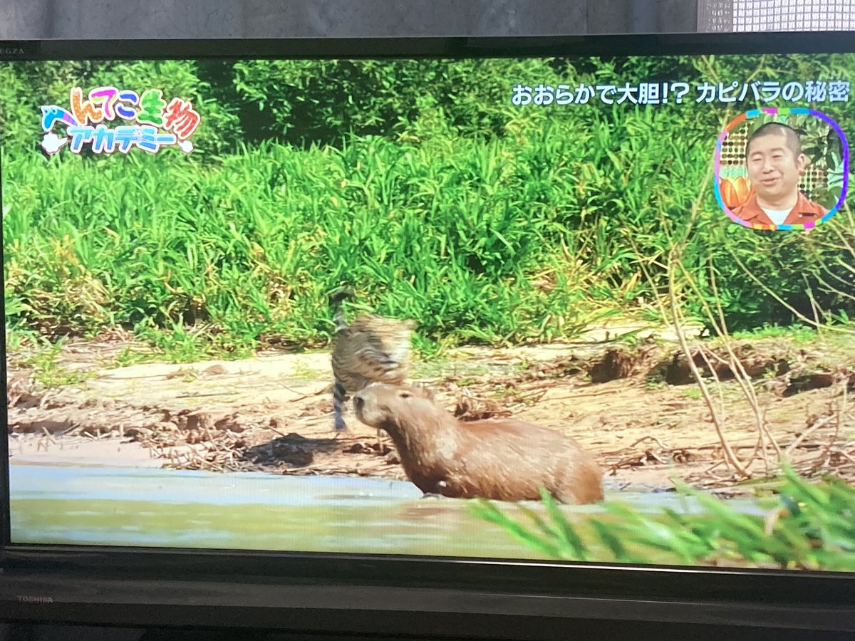 全ての ♪ その他 NHKへんてこ生物アカデミーでも話題！偕老洞穴 かい