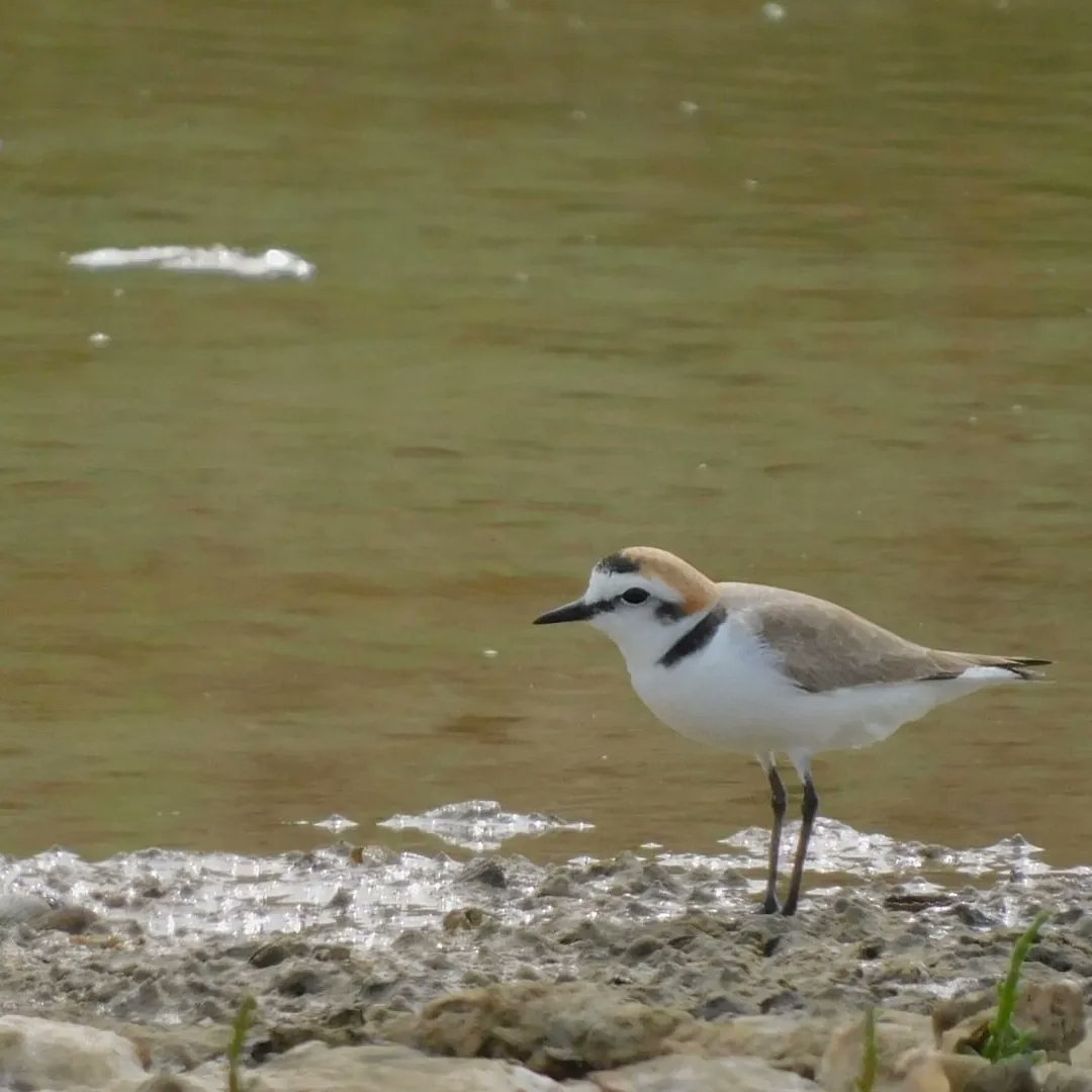 Aviturismoes's tweet photo. Chiclana pone en valor la conservación y la protección del ecosistema para qué Salvemos al Chorlitejo patinegro  con la visitas de escolares a las marisma de Carbonero.

 #Chorlitejo #birdwatching #ornitología  #aves #dondeveraves  #guiadeaves #guiaornitologico #pajaros https://t.co/PZWVro8qVD