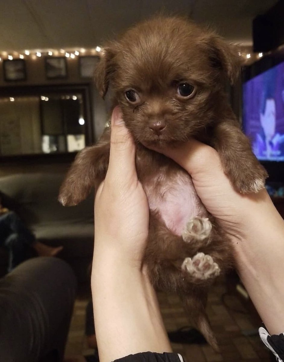 ray_szo's tweet photo. I adopted Junie B 5 years ago, today ❤️🥺🤧 https://t.co/DNrbN1bbUp