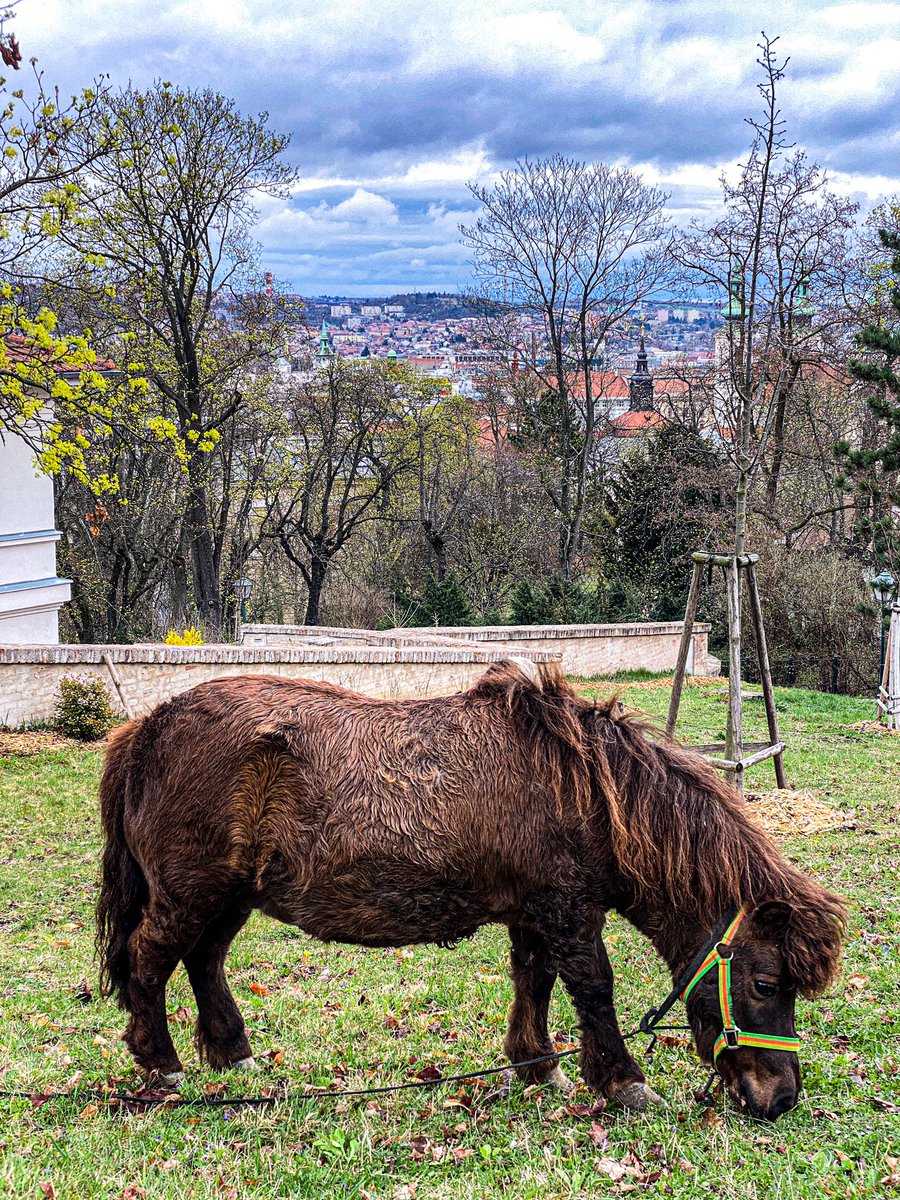 timdruhym's tweet photo. Přicházející jaro na Špilase bezpečně poznáme… pasou se tu už zase koně…
OK tak poníci… aneb hezké ráno z Brna
.
#Brno #Spilas https://t.co/zGSG5blBRC