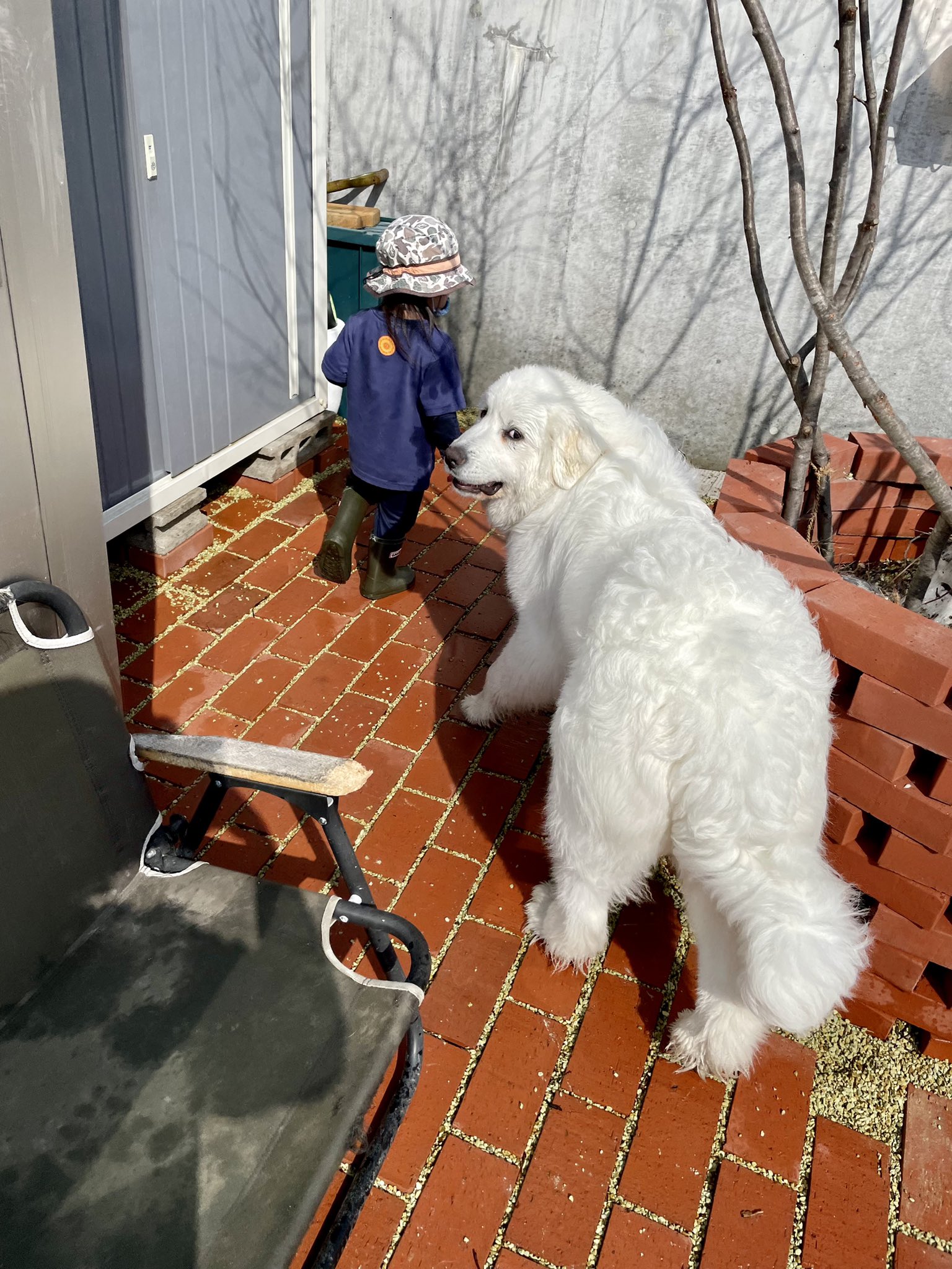 大型犬と子供 Twitter Search Twitter