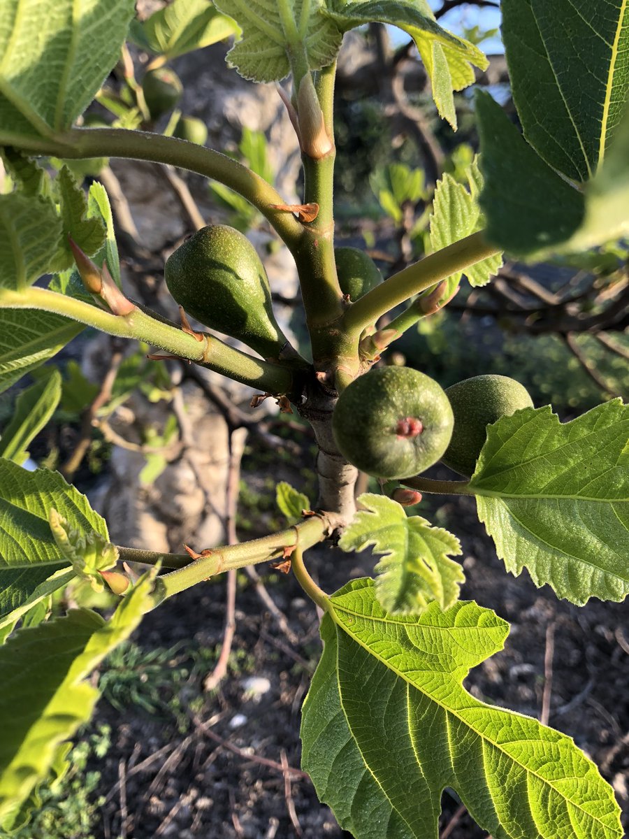 JcHueso's tweet photo. Buenos días desde Porcuna. Día soleado y buena temperatura. Cuando la higuera brota, la hembra trota! Feliz sábado. @COPEJaen #agropopolarheladas @agropopular https://t.co/Dq9KwYwgiN