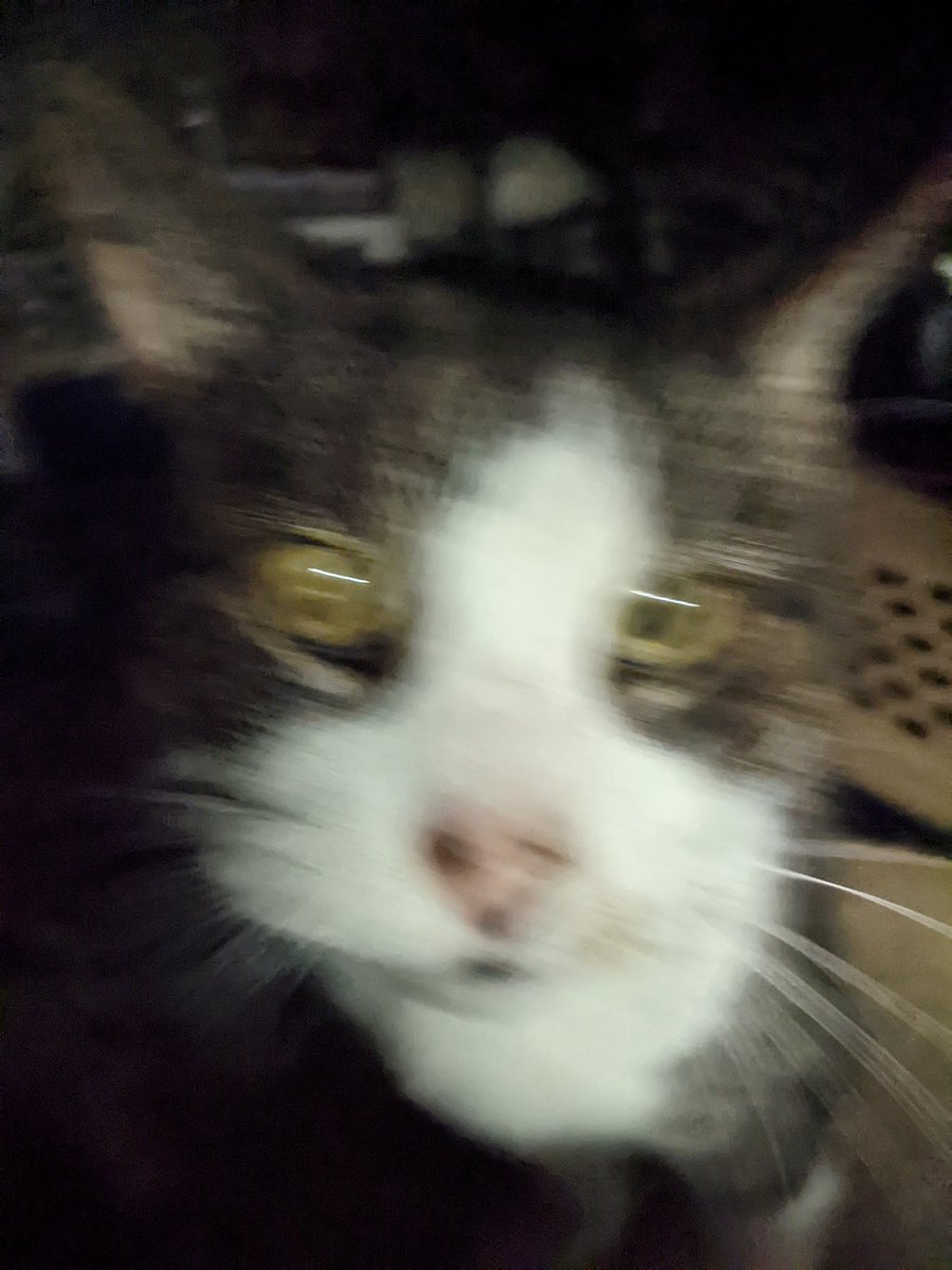 Argentum0's tweet photo. It's been a week since he left us, but he will never be forgotten. Now with both my cats gone I don't have a pet for the first time in 19 years the house is a lot more quiet now. I'll miss you both dearly. Larry and Daisy I hope you both knew how much I love you. https://t.co/Ss5O6JoQTo