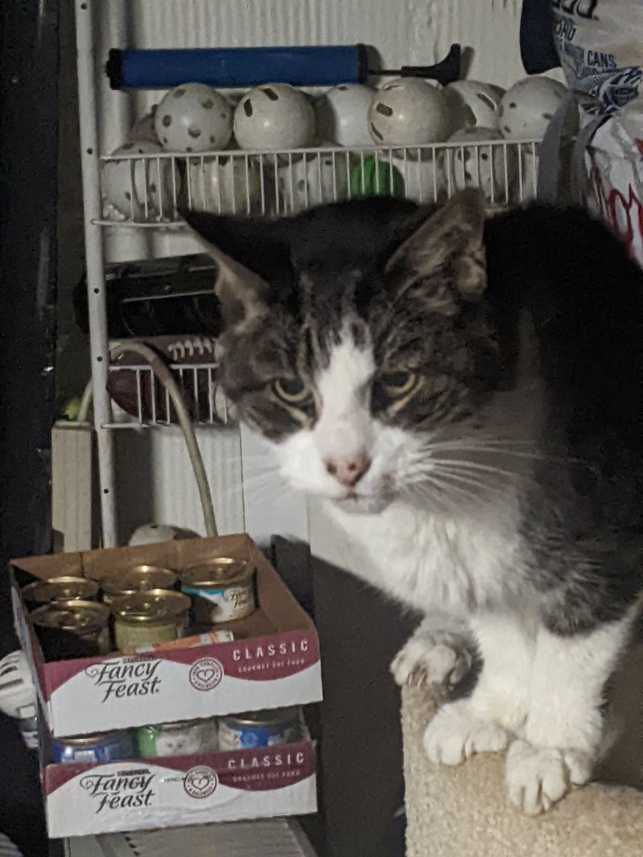 Argentum0's tweet photo. It's been a week since he left us, but he will never be forgotten. Now with both my cats gone I don't have a pet for the first time in 19 years the house is a lot more quiet now. I'll miss you both dearly. Larry and Daisy I hope you both knew how much I love you. https://t.co/Ss5O6JoQTo