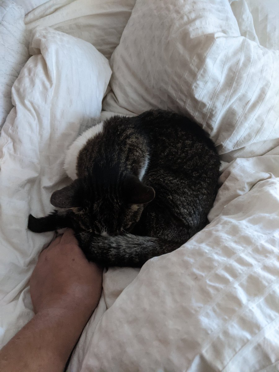 Argentum0's tweet photo. It's been a week since he left us, but he will never be forgotten. Now with both my cats gone I don't have a pet for the first time in 19 years the house is a lot more quiet now. I'll miss you both dearly. Larry and Daisy I hope you both knew how much I love you. https://t.co/Ss5O6JoQTo
