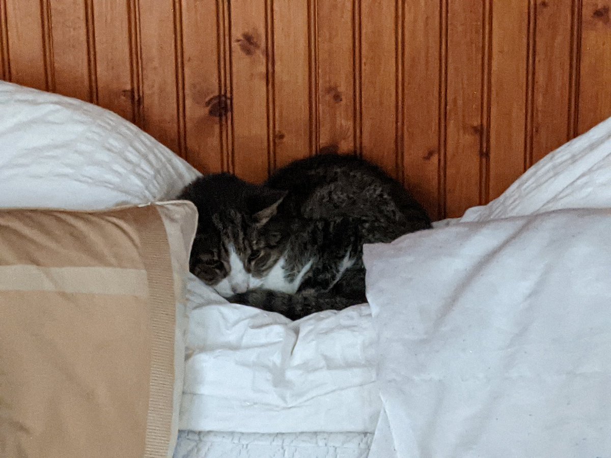 Argentum0's tweet photo. It's been a week since he left us, but he will never be forgotten. Now with both my cats gone I don't have a pet for the first time in 19 years the house is a lot more quiet now. I'll miss you both dearly. Larry and Daisy I hope you both knew how much I love you. https://t.co/Ss5O6JoQTo