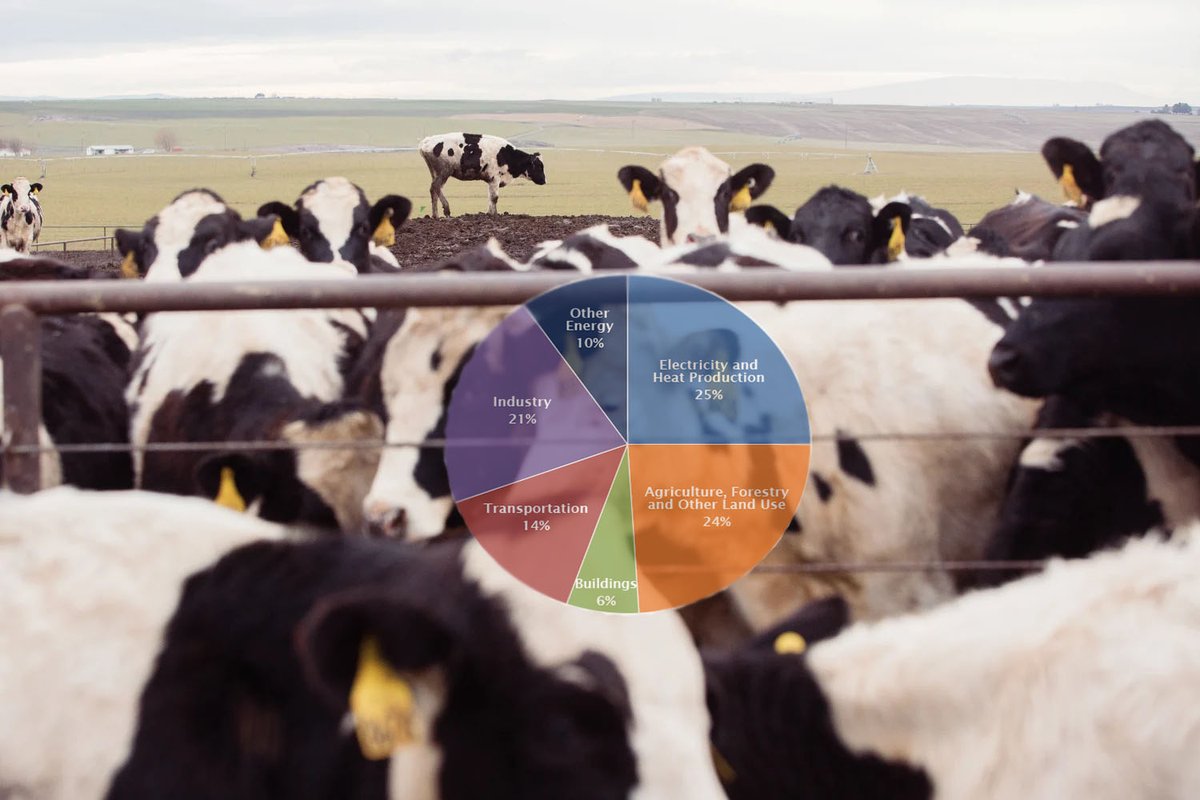 michellenvmengu's tweet photo. Cutting meat from my diet is a way that I can do my part to reduce greenhouse gasses. This is scary #earth is running out of time. #rsj108 @yenatheory https://t.co/yQ5kvNuPjN