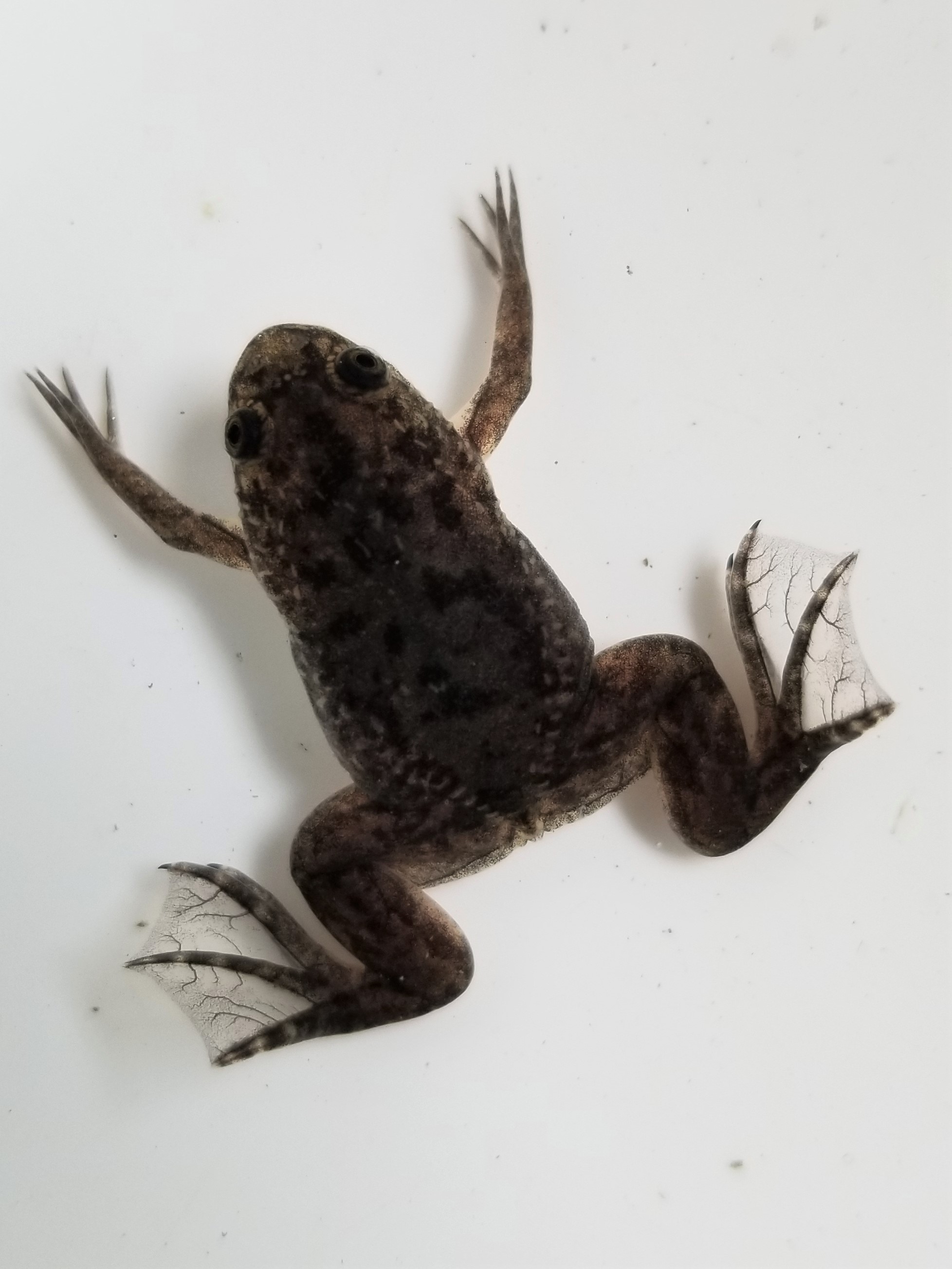 アフリカツメガエル 月間 万匹養殖目標 相互フォローよろしくお願いいたします Th Frogs Twitter