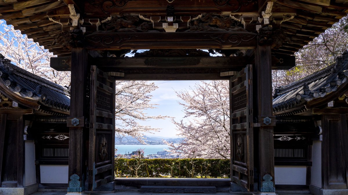 koyama_tom's tweet photo. 西教寺唐門から view from Karamon Gate of Saikyo-ji Temple, Shiga
#hellootsu #shigatoco #saikyoji #sakamoto #otsu #shiga #cherryblossom #cherry #lakebiwa #karamon #templegate #しがトコ #西教寺 #唐門 #琵琶湖 #眺望 #大津 #滋賀 #桜 #坂本 #桜 https://t.co/QBdbEYxQO9