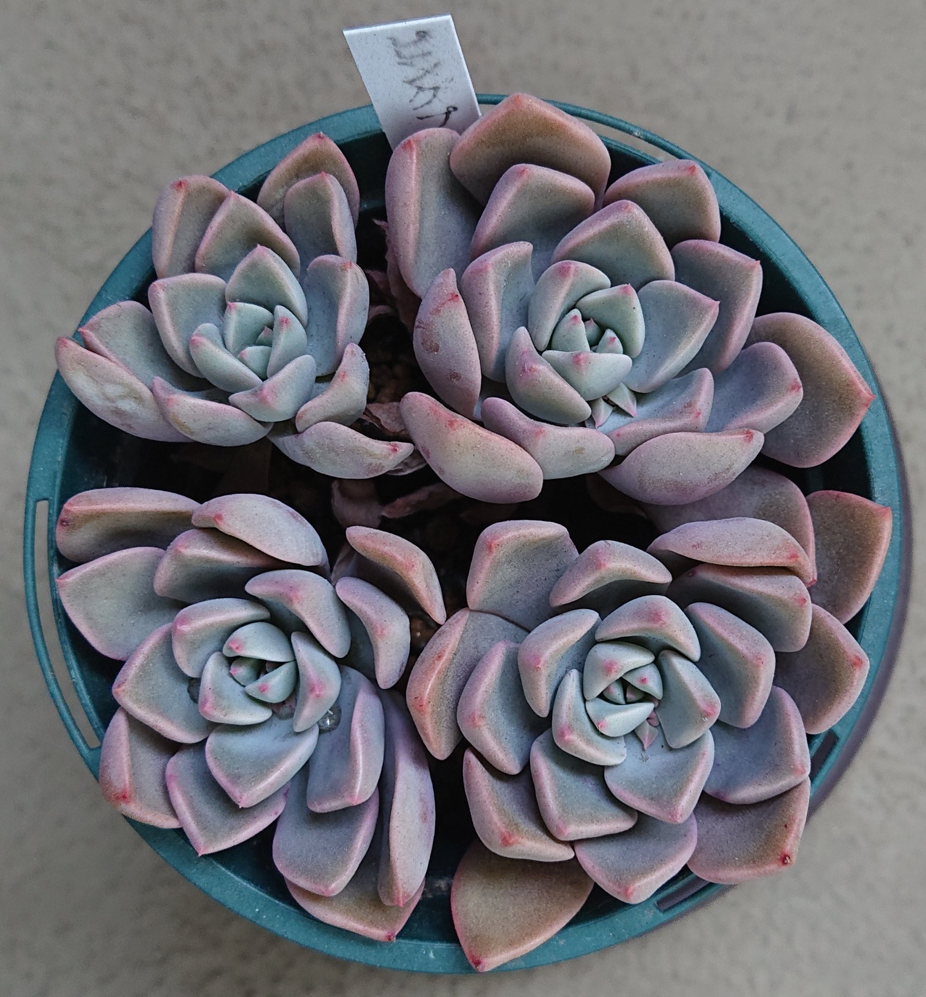 会社員の多肉植物log さらに２ヶ月後 断水でやや痩せませたがさらに紅葉が深まりました 詳細は過去ログへ 多肉植物 ピンクプリティ グラプトベリア Succulent 多肉 T Co Gwsiimmofv Twitter