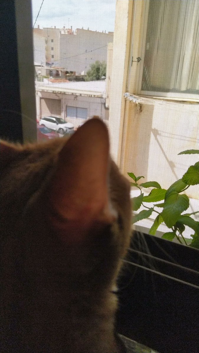 Pekas tweet media