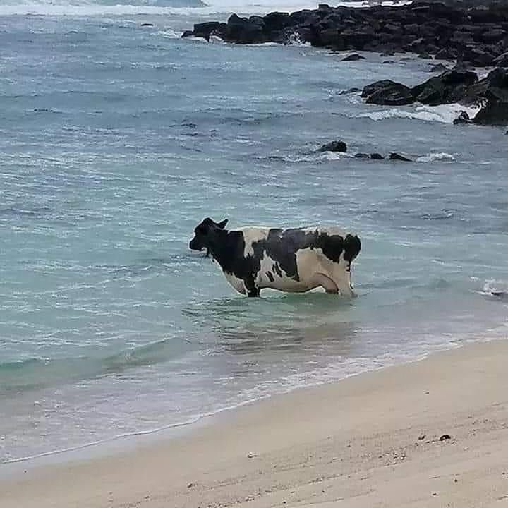 Quand on te demande comment on fait du beurre salé 😇😋🧈 #Bretagne