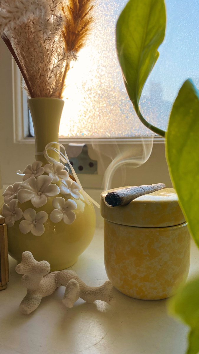 Nina ❀ Canna Creative tweet media
