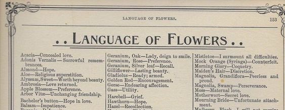bogisflowers's tweet photo. born to bloom https://t.co/nbcrwm2aku