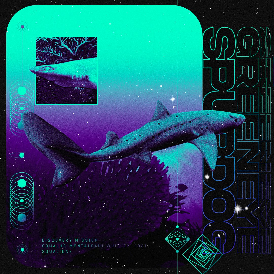 SOS: Save Our Sharks | MINT IS LIVE UNTIL 4/20 tweet media