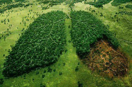 Tütün tarımı ve sigara üretimi için Amazonlarda orman katliamları büyük bir hızla devam ediyor. 
Tütün endüstrisi, sigara üretimi için her yıl 600 milyon ağacı 🌲 öldürüyor. 
<a href="/sbudumansiz/">dumansızkampus</a> <a href="/temavakfi/">TEMA Vakfı</a> <a href="/sbugencyyd/">SBÜ Genç YYD</a> <a href="/csbgovtr/">T.C. Çevre, Şehircilik ve İklim Dğş. Bakanlığı</a> <a href="/TCTarim/">T.C. Tarım ve Orman Bakanlığı</a> <a href="/WHOTurkey/">mr.6inchesizenough</a> <a href="/saglikbakanligi/">T.C. Sağlık Bakanlığı</a> <a href="/cbasarabilirsin/">Başarabilirsin</a>