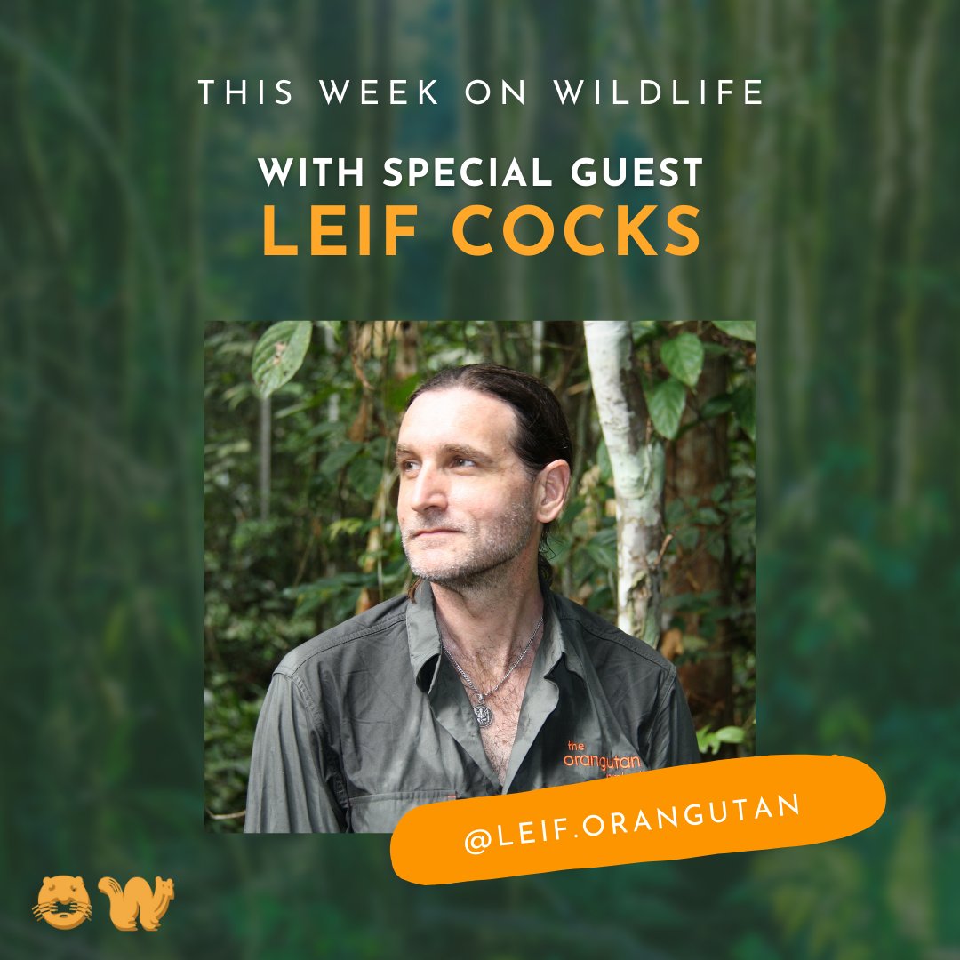 OrangutanTOP's tweet photo. Something interesting and inspiring for your weekend - Leif's recent interview with On Wildlife podcast. Visit: https://t.co/JKJK7x1aXz

#TheOrangutanProject #TOP #OnWildlifePodcast #EnvironmentPodcast #Podcast https://t.co/ITJkC6PZ1a
