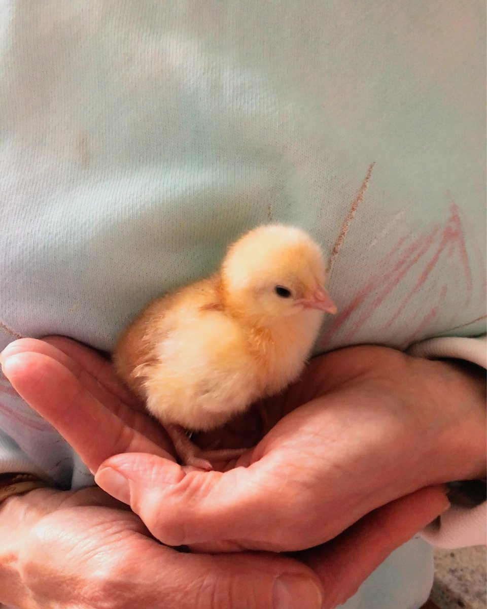 🐣 Es gibt Neuigkeiten!! Willkommen auf der Welt Tweety! Wir können es kaum fassen. Gestern ist der / die Kleine geschlüpft. xxx Cyn