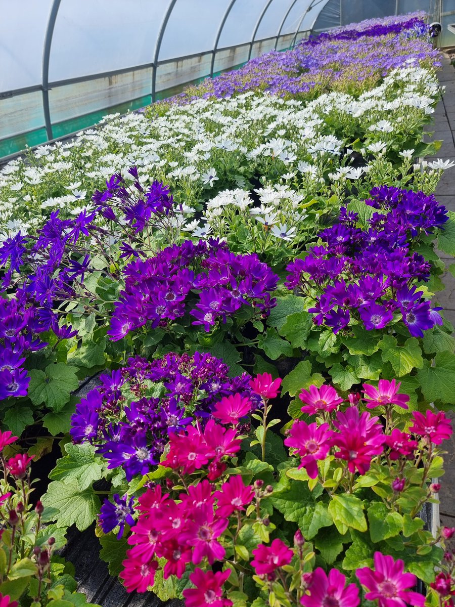 Own grown Senetti - £3.99 each, buy one get one free. 🔍 Find us on the A149 near Stalham ☎️ Call us on 01692 580226 🖱 agmeale.co.uk #senetti #floweringplants #potplants #flowers #flowerlovers #colourfulplants #houseplants #gardening #garden #gardenlife