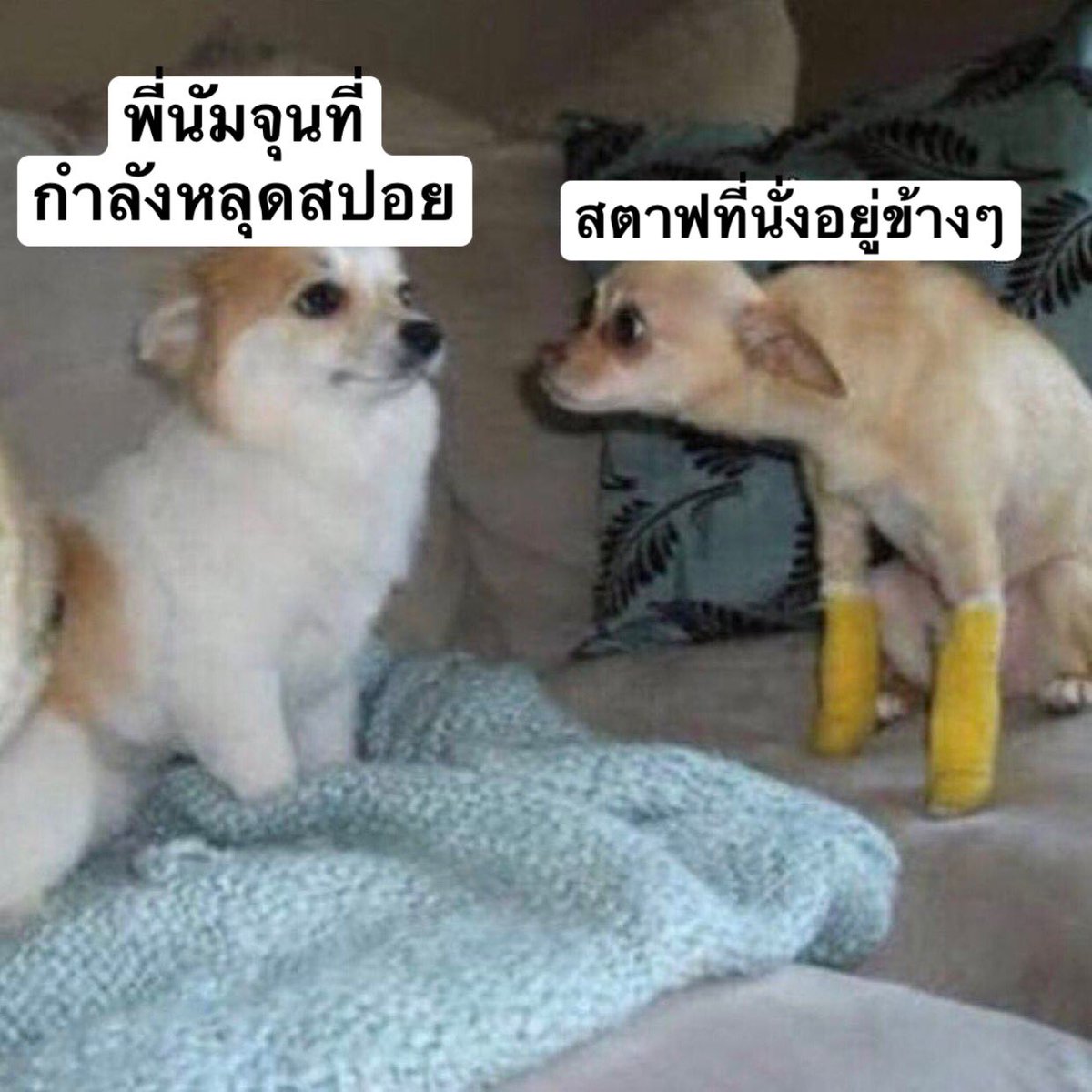 อจพ 🐨 ⊙⊝⊜ tweet media
