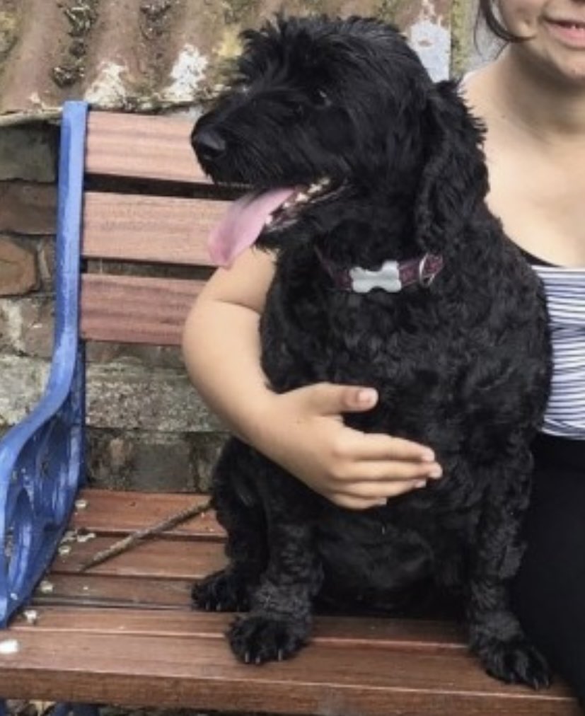 rosieDoc2's tweet photo. PENNY missing #KingsLynn (sighted on golf course) #Norfolk EAST ANGLIA #PE30 9/4/22
Female/adult black #Cockapoo wearing purple collar
CHIPPED SPAYED
PENNY IS TIMID PLS CONTACT OWNER ASAP IF SEEN
https://t.co/KzhkS38T4w
@Spaniels_Rule @MissingPetsGB @bs2510 @RachaelB100 https://t.co/ngxGNPI7Yw