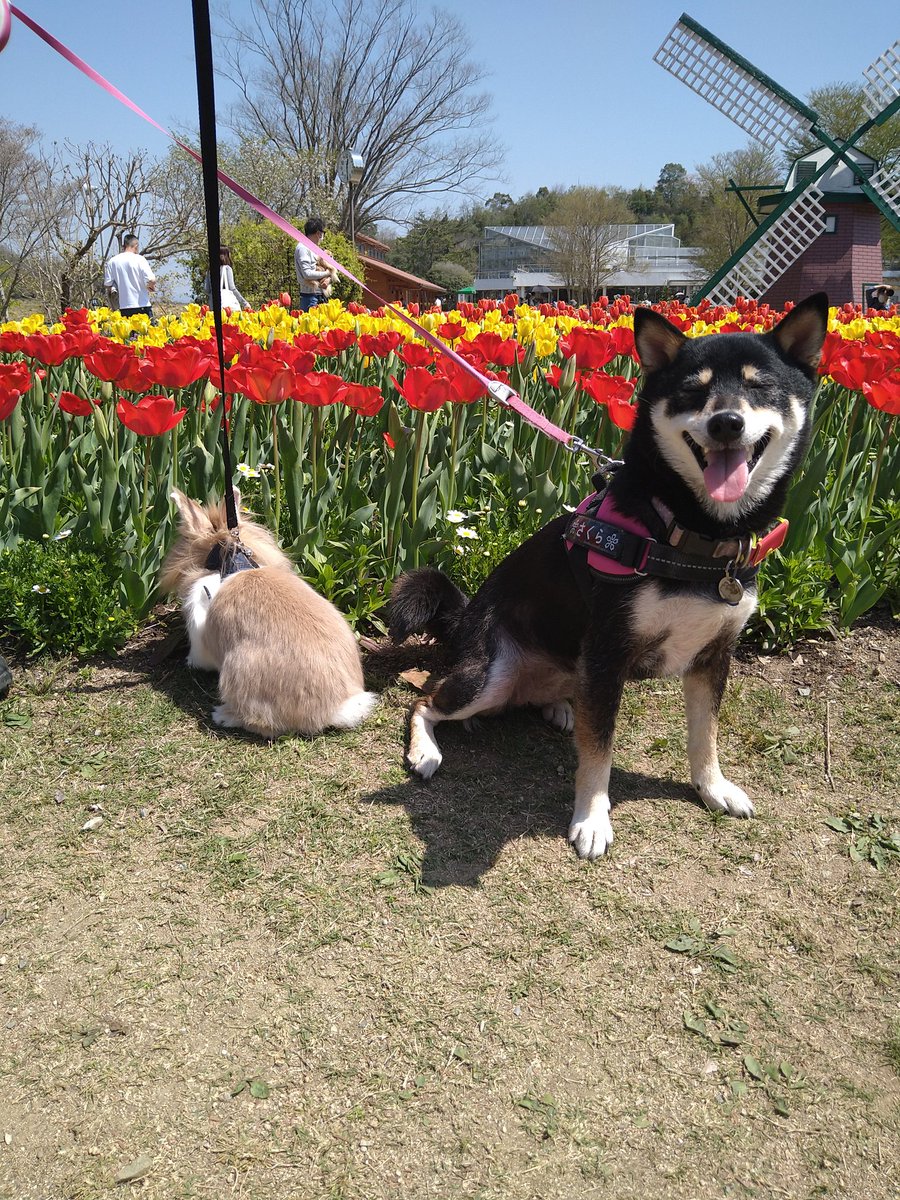 Sakura01Poa's tweet photo. 今日はチューリップ見に行ってきたよ綺麗でしょ
#黒柴さくら
＃ライオンドワーフポア
#花と柴犬とうさぎ https://t.co/pUyoOi9E5T
