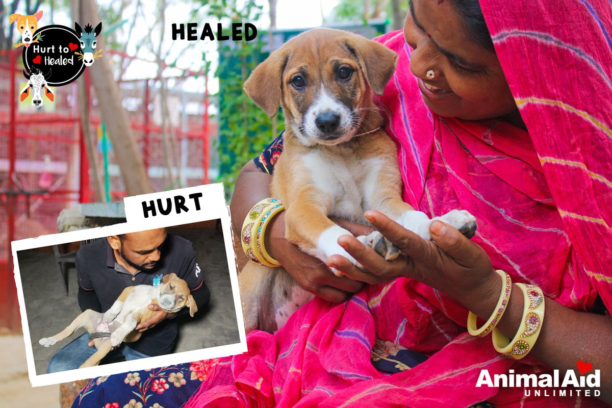 Animal Aid Unlimited on Twitter: Animal Aid Unlimited on Twitter:
