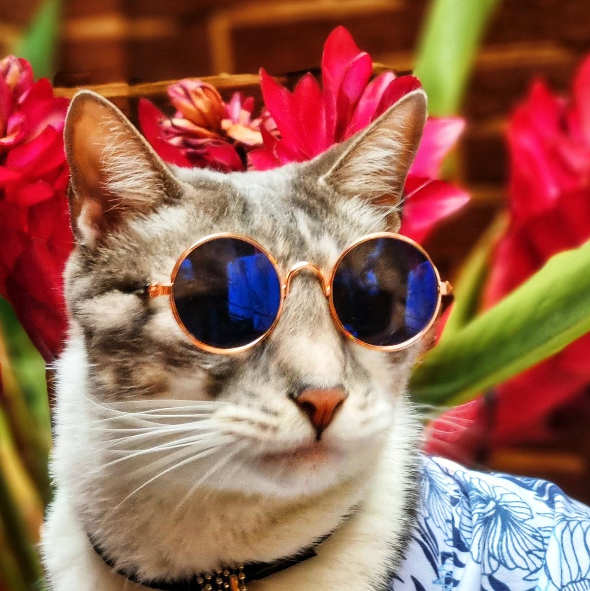 MiloBloguero's tweet photo. Happy #Caturday Furriends! #MiloBloguero #NewProfilePic https://t.co/W2G2XcfQgd