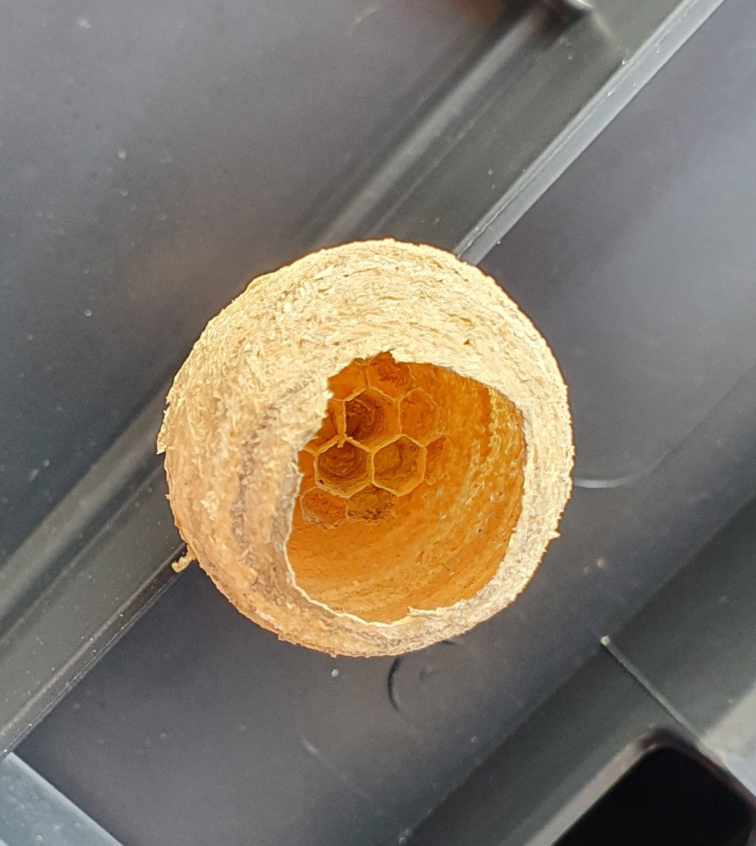 A tiny wasps nest we found in our outdoor area this week 🐝 #edutwitter #outdoors #spring #primaryed #education #EYFS