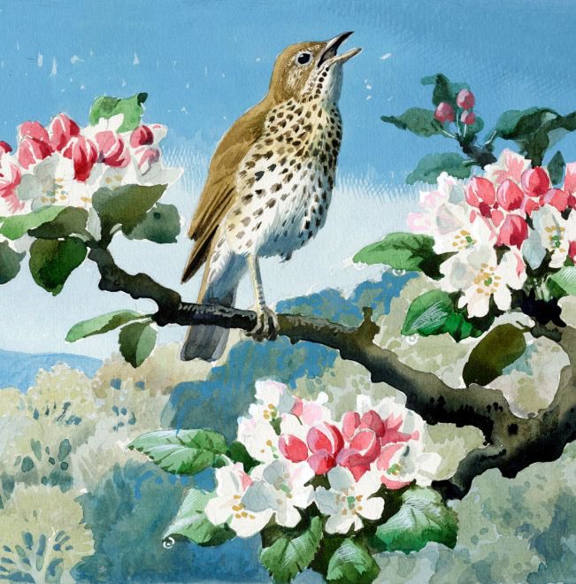 Song Thrush in Apple Blossom #CFTunnicliffe