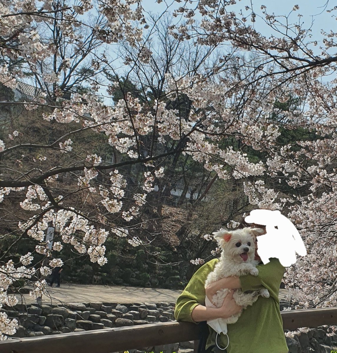 todaypopcorn's tweet photo. 봄나들이 갔다왔어요 https://t.co/54xPCV31XQ