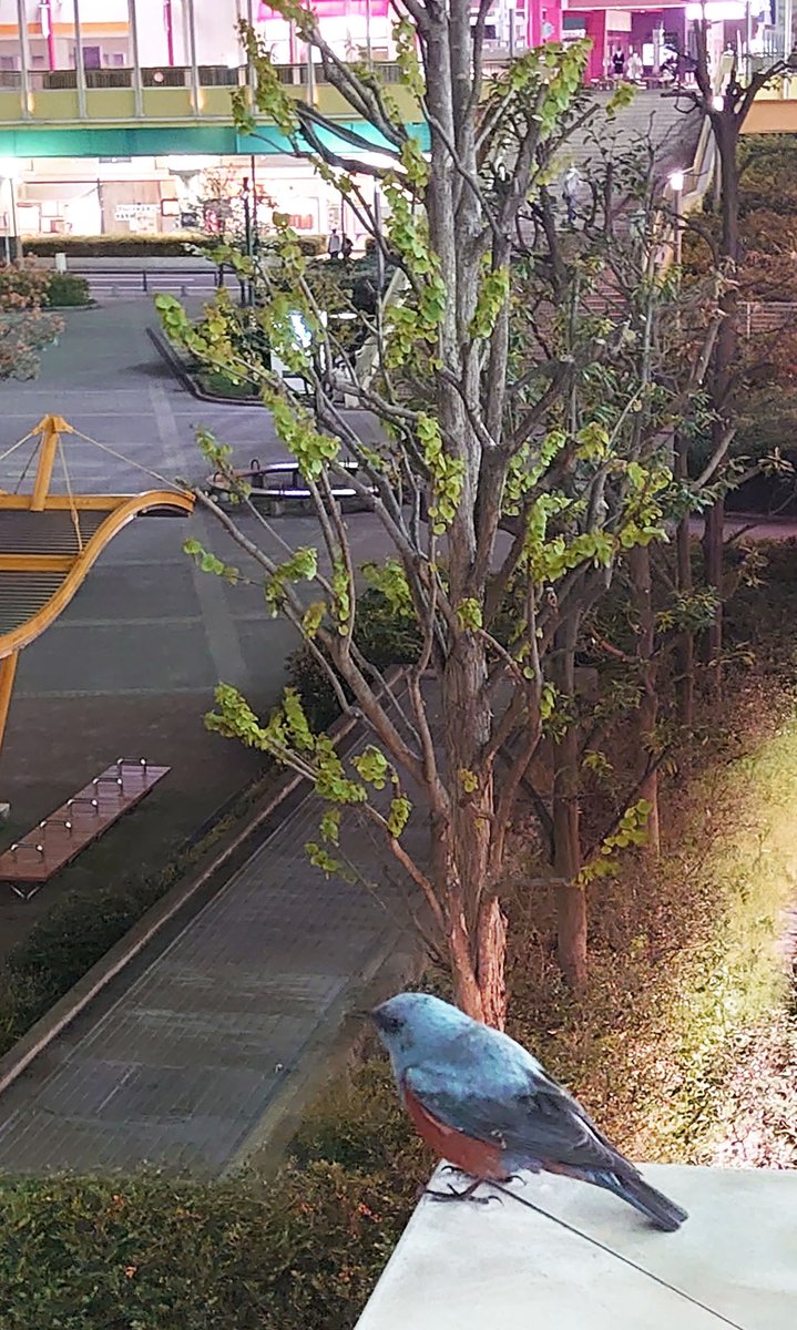 koide_103's tweet photo. #海老名 で「幸せを運ぶ青い鳥」 #イソヒヨドリ を発見😃
#ビナウォーク の中をちょこちょこ歩き回ったり飛び回ったり☀️
何か良い事起きるかな🥰（てんちょー）

#コイデカメラ の #ネットプリント で #スマホ写真 もプリントしてみませんか⁉️
https://t.co/LXEdOi3bDW

#能見台ヨーカドー #出張撮影 https://t.co/eu09aCf1PM