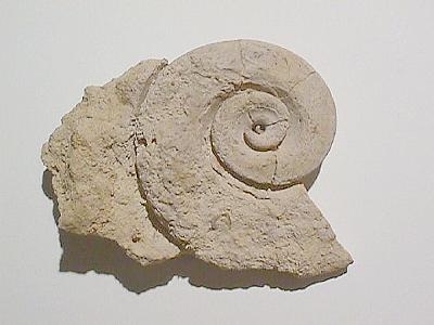 eiffelrocket's tweet photo. @SnailTrailGame McLurites Racing
maclurites = Snail fosil https://t.co/e5vnAWTByK
And looks like McLaren https://t.co/tsqahX8ZrR