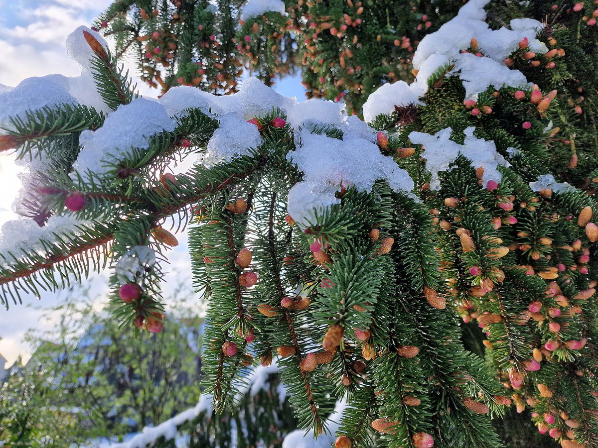mannheimwetter's tweet photo. Rekordschneemengen für April?
Viel Regen war für gestern vorhergesagt, rund 5 cm Schnee war bei uns nicht zu erwarten.
Laut der DWD Wetterstation in Vogelstang gab es in den 1950er Jahren ein paar mal Schnee im April bis 5 cm. 
#mannheim #aprilschnee https://t.co/rHavByc1C1