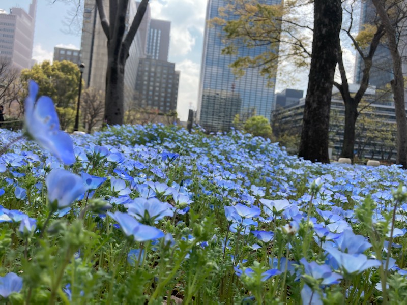 ParksHibiya's tweet photo. 春を飛び越して、初夏のような一日でしたね。チューリップは色とりどり、見ごろを迎えています。ネモフィラも次々と咲きだして青いじゅうたんを作りつつあります。今だけの景色をお楽しみください。
#チューリップ 
#ネモフィラ 
#日比谷公園植物図鑑 https://t.co/KCrXX1xCUr