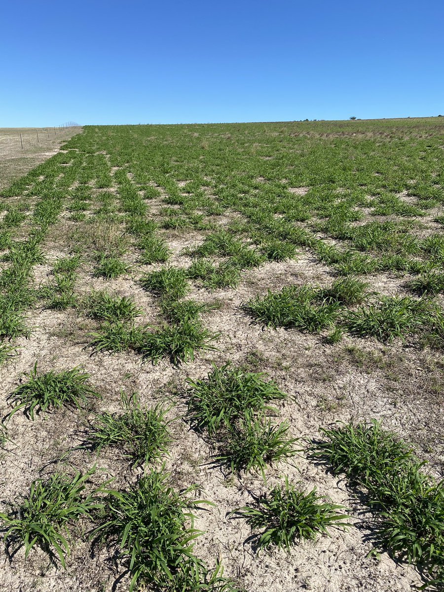 CluneJosh's tweet image. After such a dry hot summer the perennial grasses haven’t missed a beat. Need to get a disc seeder to put vetch or something into them.