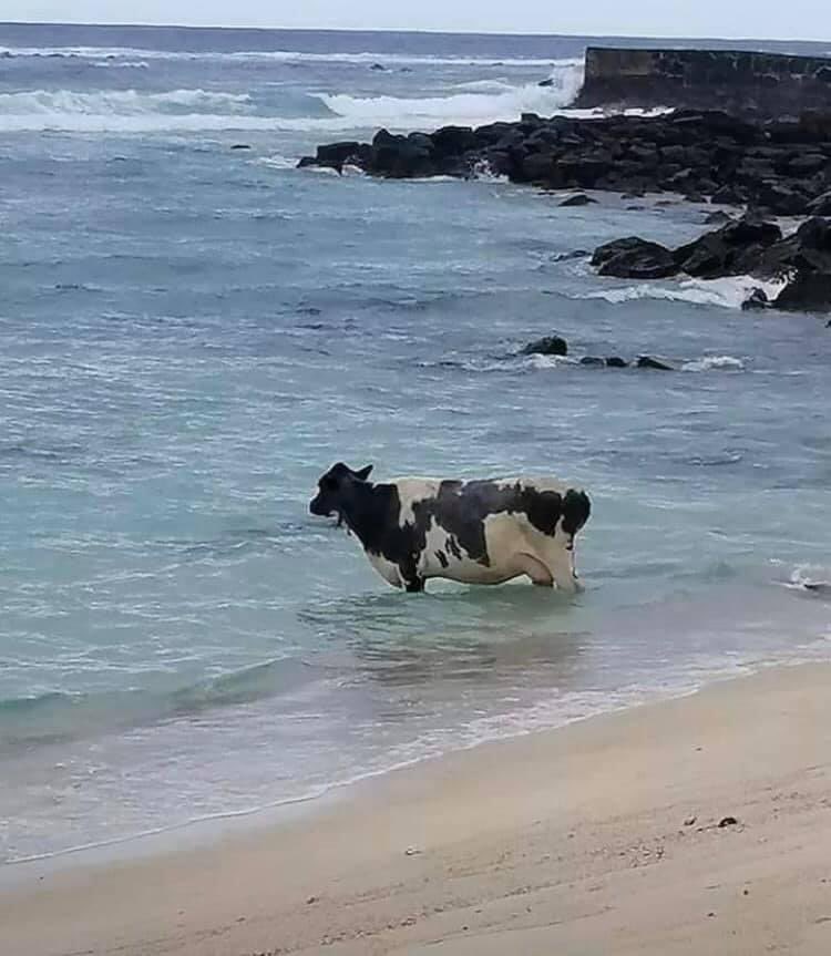 rita_castro1's tweet image. Uma vaca na praia. 
🫣