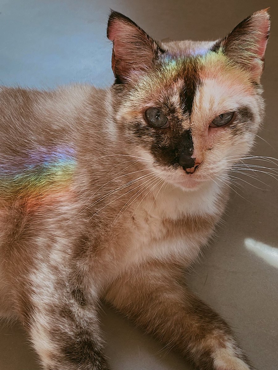 trixparix's tweet image. bom dia gatinha!