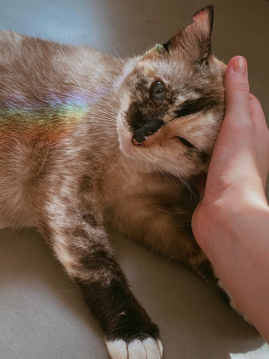 trixparix's tweet image. bom dia gatinha!