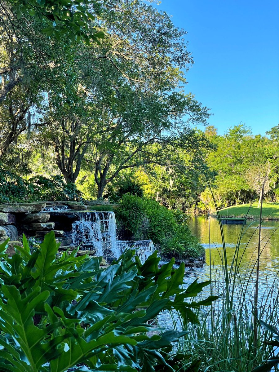 Morning views! 🌞🌳 #Jaxville