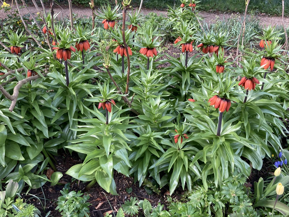 FelicityRead's tweet image. Wonderful garden tour ⁦@Newnham_College⁩ after last night’s fabulous Commemoration dinner with, amongst others, the awesome class of ‘80