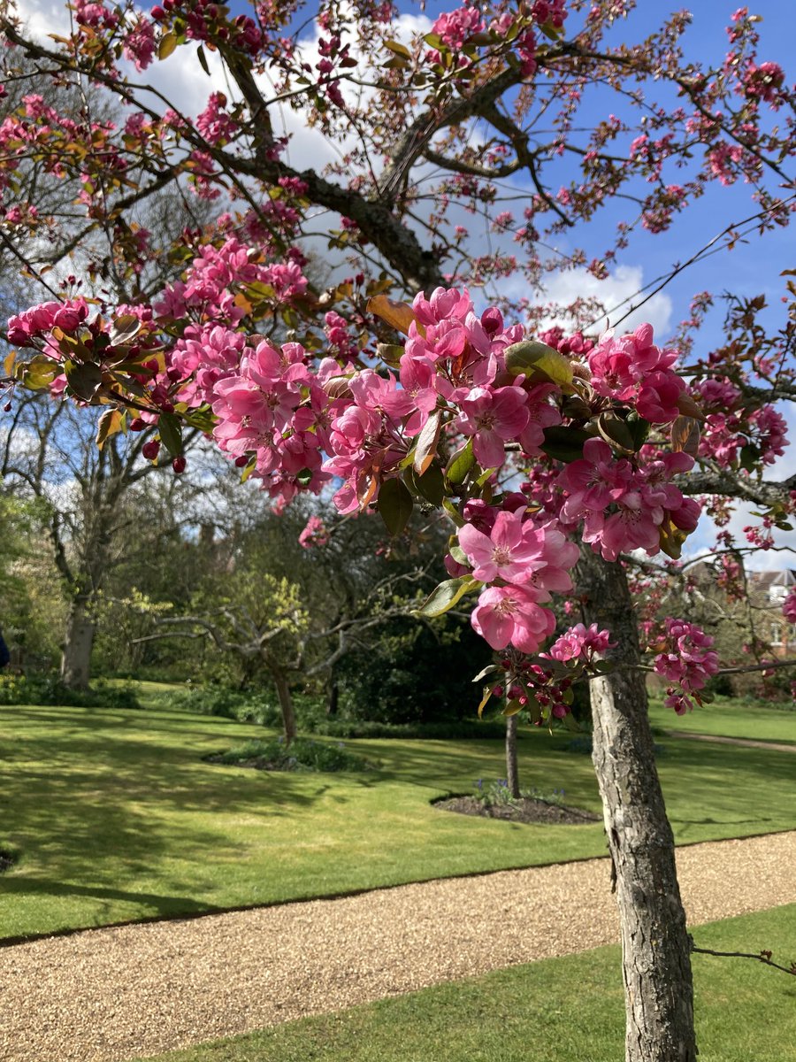 FelicityRead's tweet image. Wonderful garden tour ⁦@Newnham_College⁩ after last night’s fabulous Commemoration dinner with, amongst others, the awesome class of ‘80