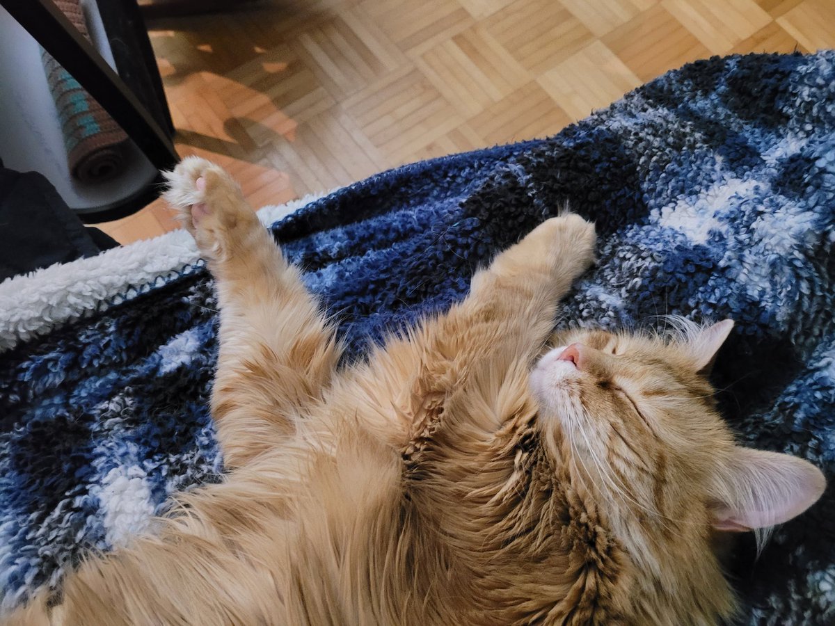 DexterCat4's tweet photo. Mom and I know how to relax! https://t.co/GM08IVWjuT