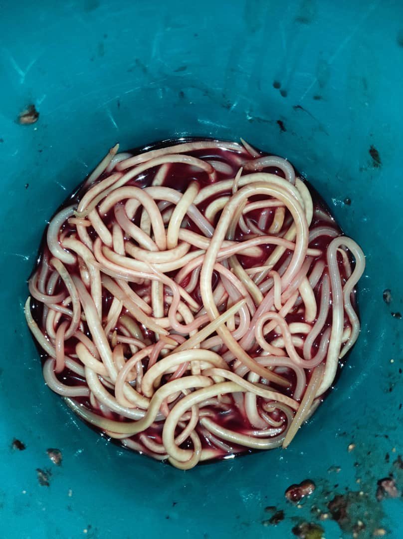 Let’s endeavor to deworm ourselves every 3 months. This is a case of an intestinal obstruction due to accumulation of worms in the small intestines #Health