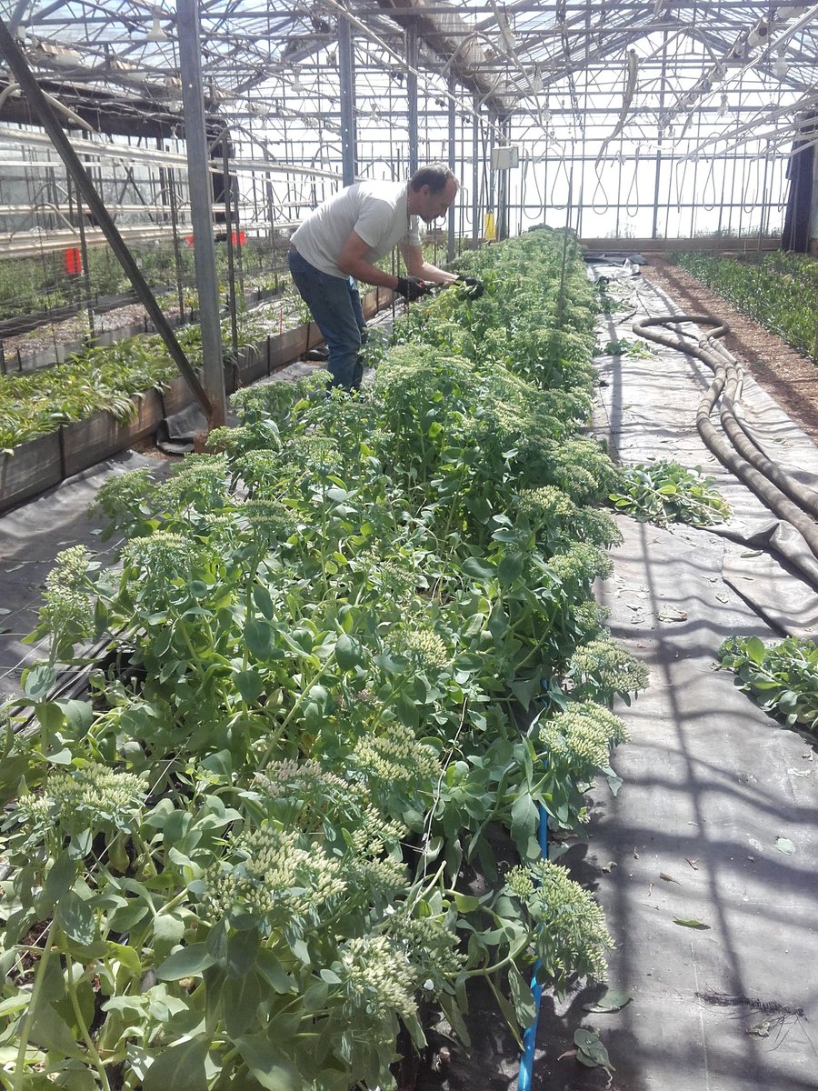 Fin de la récolte des Sedum pour la fleur coupée à la station ... pour une production innovante, durable et rentable,  rejoignez nous #ASTREDHOR #méditerranée. <a href="/astredhor/">ASTREDHOR</a> <a href="/ASTREDHORMed/">ASTREDHORMed</a>