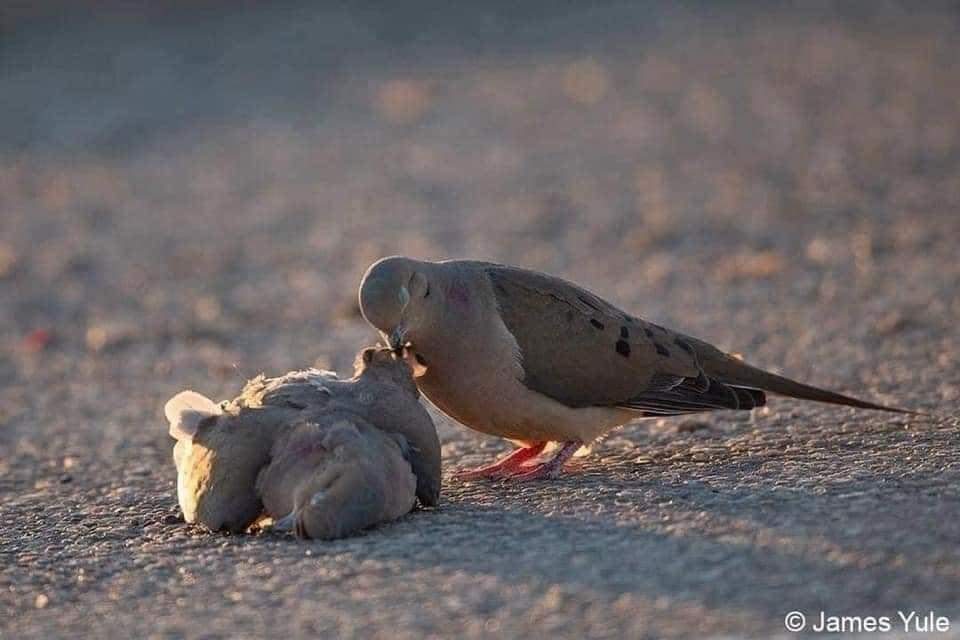 cleporati's tweet photo. Las "tórtolas" hacen vida de pareja hasta la muerte, son monógamas.
De ahí viene el dicho, "mira esos tórtolos".
Las imágenes representan el luto y el dolor q viven durante su pérdida. 
A los pájaros no se les tiran piedras,
hay q educar a los niños.

📷 James Yule
Planeta Tierra https://t.co/j5wZDgHhzS