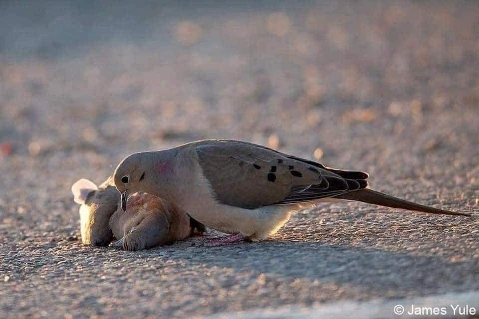 cleporati's tweet photo. Las "tórtolas" hacen vida de pareja hasta la muerte, son monógamas.
De ahí viene el dicho, "mira esos tórtolos".
Las imágenes representan el luto y el dolor q viven durante su pérdida. 
A los pájaros no se les tiran piedras,
hay q educar a los niños.

📷 James Yule
Planeta Tierra https://t.co/j5wZDgHhzS