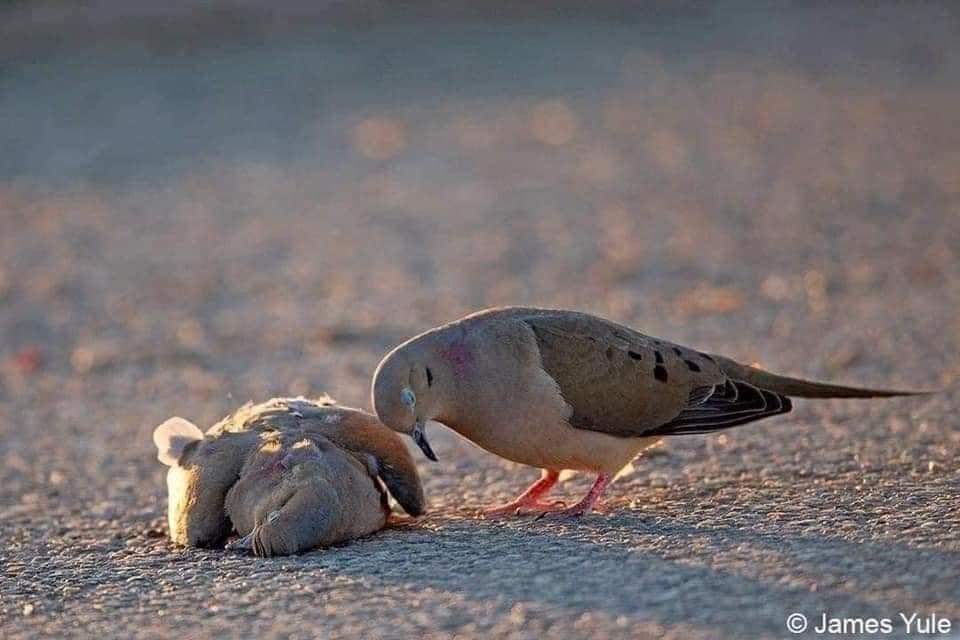 Las "tórtolas" hacen vida de pareja hasta la muerte, son monógamas.
De ahí viene el dicho, "mira esos tórtolos".
Las imágenes representan el luto y el dolor q viven durante su pérdida. 
A los pájaros no se les tiran piedras,
hay q educar a los niños.

📷 James Yule
Planeta Tierra