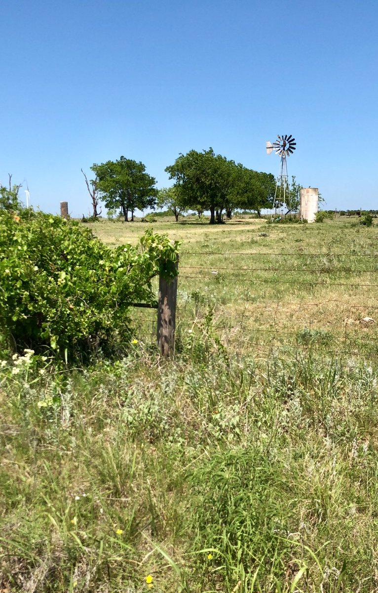 #Texas #landscape #cactus #photography #PHOTOS #photooftheday <a href="/AngelaMowery4/">Creative Girl in Texas</a>